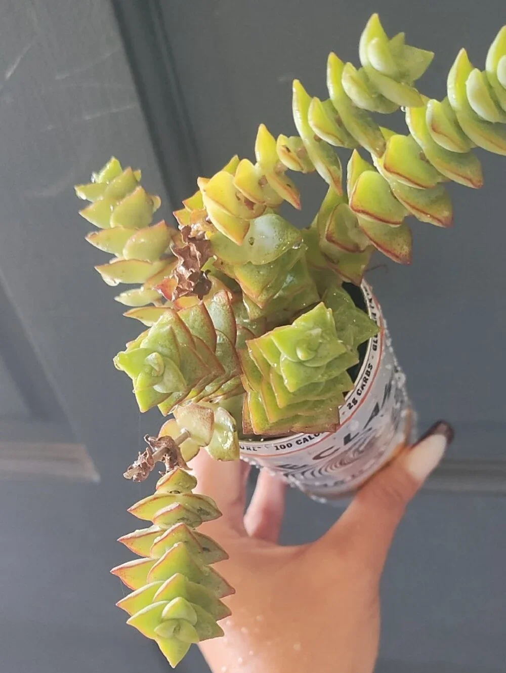 Seltzer Can Planter with Green Succulent